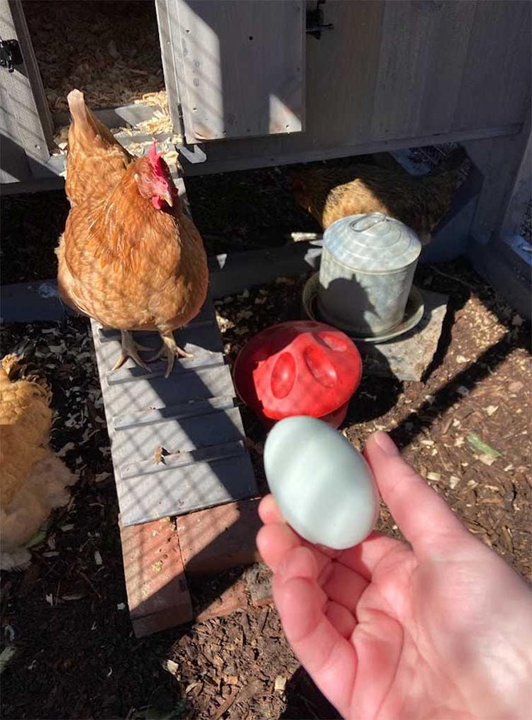 First campus garden egg